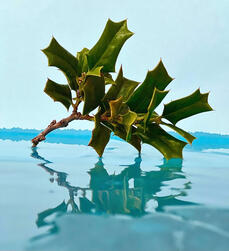 Photgraphy