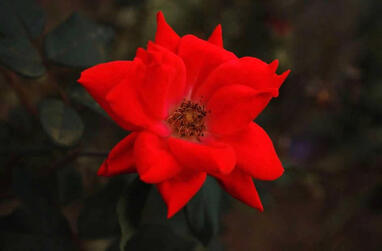 Photography